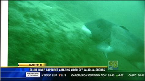 Scuba Diver Captures Amazing Video Off La Jolla Shores Cbs News 8 San Diego Ca News Station