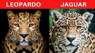 Diferencia entre jaguar y leopardoSOLUCIÓN