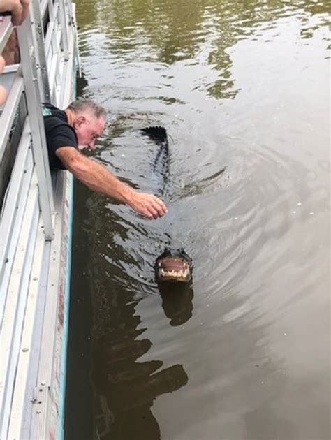 Cajun Critters Swamp Tour In Westwego Louisiana Global Outdoors