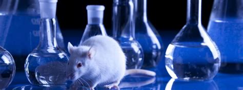 Animal Testing | Pros & Cons | ProCon.org