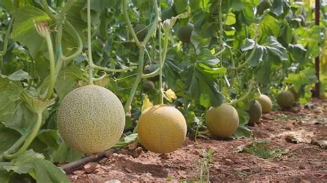 7 Muskmelon Types in India | Best Muskmelon Varieties – India Gardening