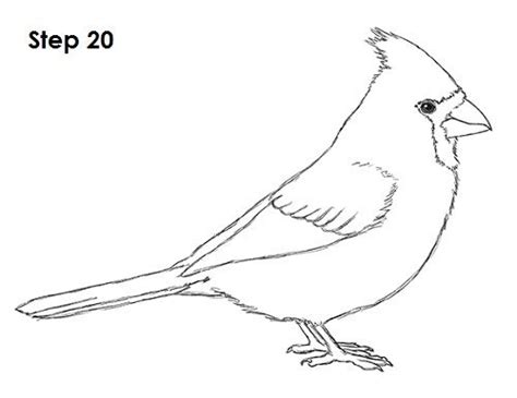 Cardinal Bird Drawing 20 Cardinal Birds Red Birds Cardinal Ornaments