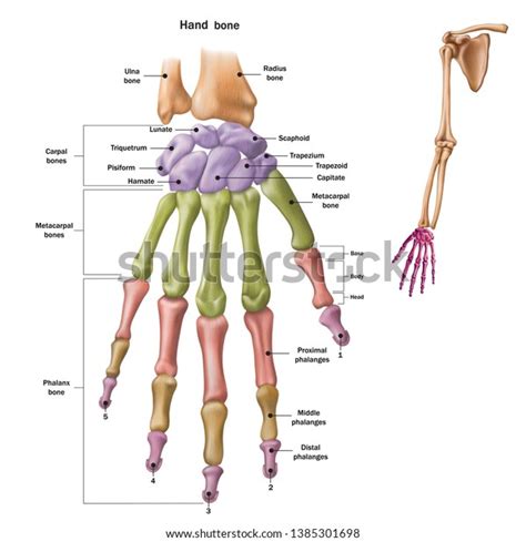 Carpal Bone Images Stock Photos Vectors Shutterstock