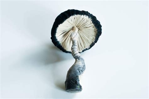 My Amazing Mushrooms Textilart Sculptures On Behance