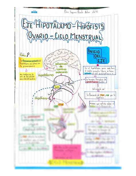 SOLUTION Eje Hipotalamo Hipofisis Ovario Ciclomenstrual Studypool