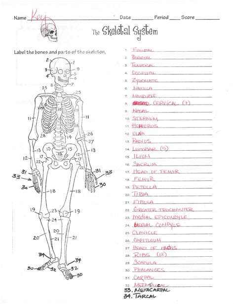 Label The Skeletal System Quiz