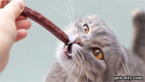 Can Cats Eat Slim Jims Do You Know The Reason Pet Catty