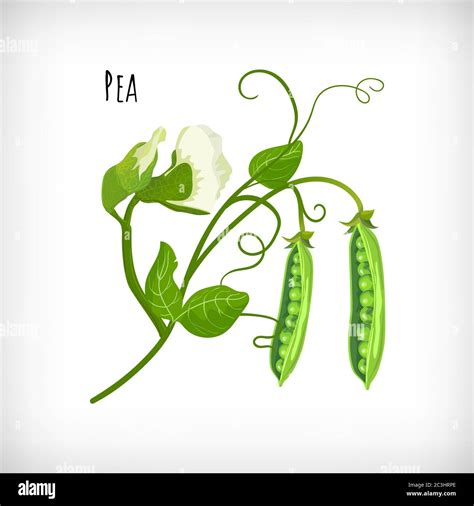 Pea plant drawing hi-res stock photography and images - Alamy