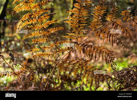 Bracken Fern Spores