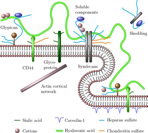 Binding Of Hyaluronic Acid To Its Cd Receptor Semantic Scholar