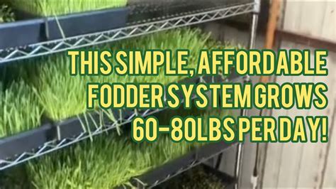 Perfect Diy Automated Fodder System Plans [affordable And Efficient ] Grows 60 80lbs Per Day