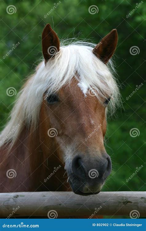 Haflinger Horse Stock Photo Image Of Horse Outside Wooden 802902