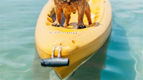 Araton Dog Food Review - Dogly Mail