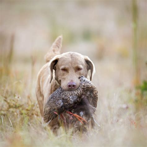 The Ultimate List of Hunting Dog Names Unity K9