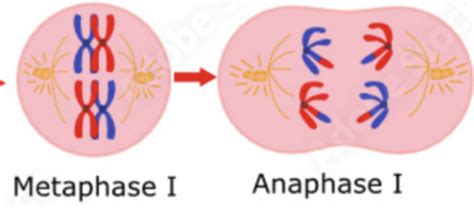 Genetics Heredity Sydney Dat Flashcards Quizlet