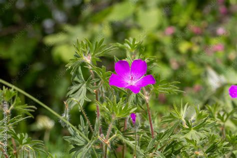 Close Up Beautiful Photo Of Geranium Maculatum Also Known As The Wild