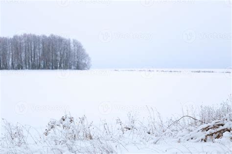 Winter Snowy Forest Wall Deadpan Style White Background 12631561 Stock