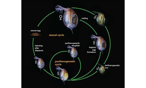 New Study Highlights Peculiar Reproductive Strategies Of Tiny Plankton