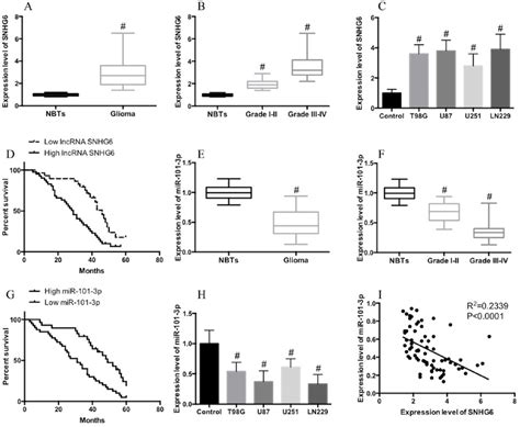 Upregulation Of LncRNA SNHG6 Is Correlated With Poor Prognosis And Is