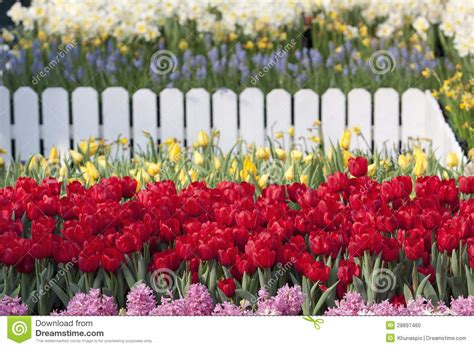 Red Tulip Flower in the Garden Stock Photo - Image of beauty, home ...