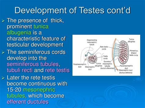 Ppt Development Of Genital System Powerpoint Presentation Free