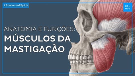 Músculos da mastigação Anatomia e funções Anatomia Fácil Kenhub