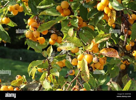 Manzanas De Cangrejo Amarillo Creciendo En Un Rbol En Oto O Un Pueblo