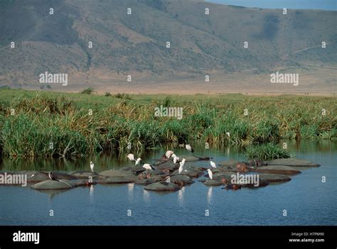 Cattle Egret Bubulcus Ibis Group Resting Atop Floating Hippopotamus