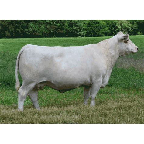 Charolais Southern Cattle Company