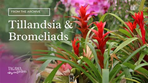 Air Plants Tillandsias And Bromeliads By Tagawa Gardens Youtube