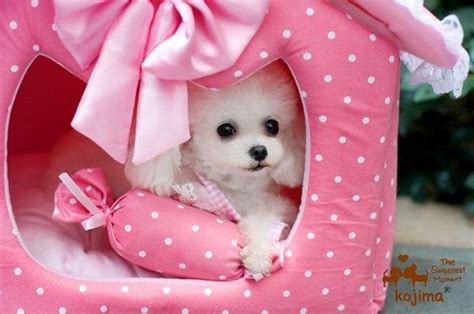 Princess Cute Pinkblue Pet Dog Cat Sofa Bedhouse Ml Ebay