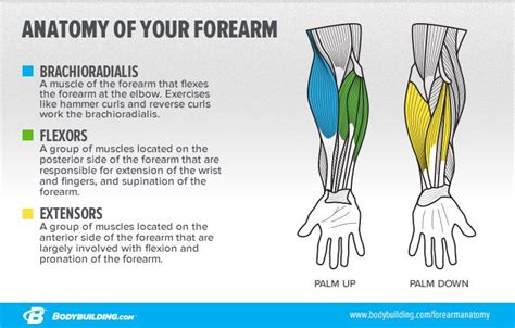 How To Build Monster Forearms | Muscle anatomy, Anatomy, Forearm muscles