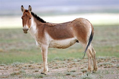 Kiang