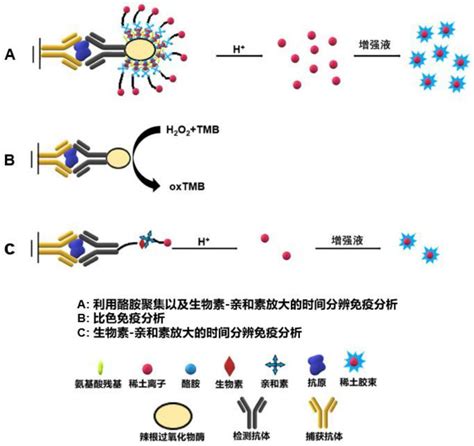 一种基于级联信号放大策略的时间免疫分析方法