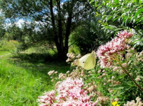 Falter Des Monats Mai Der Kleine Kohl Wei Ling Pieris Rapae