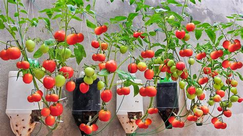 Learn How To Plant Tomatoes With Bottles Easily At Home Best Slimming