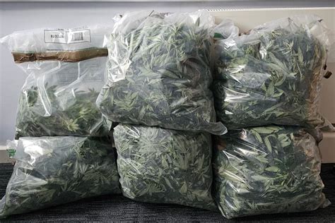 Man Arrested After Nearly 100 Cannabis Plants Worth Approximately £83k Seized During Drugs Raid