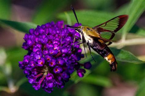 Insects That Look Like Bees The Bug Agenda