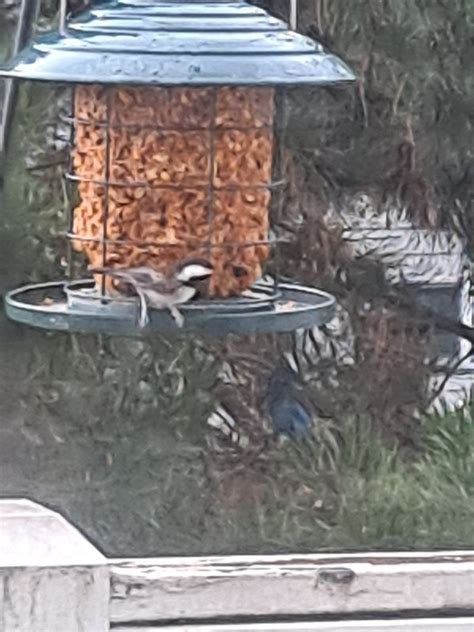 Chestnut Backed Chickadee From Inglewood Finn Hill Kirkland Wa