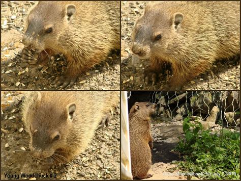 Photography By Ginny: July 6th And 7th-Baby Woodchucks And Skunks