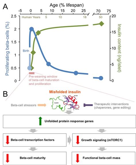 Insulin Folding Mutations Suppress Early Beta Cell Proliferation Elife