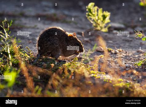 Hispid Cotton Rat Sigmodon Hispidus Camp Lula Sams Brownsville