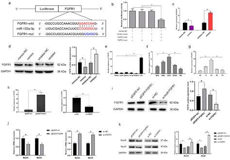 Genes Free Full Text Lncr 133a Suppresses Myoblast Differentiation