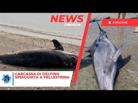 CARCASSA DI DELFINO SPIAGGIATA SULLA SPIAGGIA DI PELLESTRINA YouTube