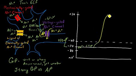 Graded Potentials Vs Action Potentials Youtube