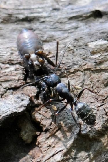 Eastern Black Carpenter Ant W Prey Camponotus Pennsylvanicus