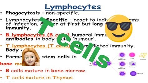 T Cells And Cell Mediated Response Youtube