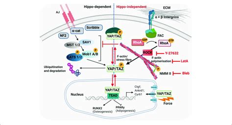 Hippo Dependent And Hippo Independent Regulation Of Yap Taz Yap Taz