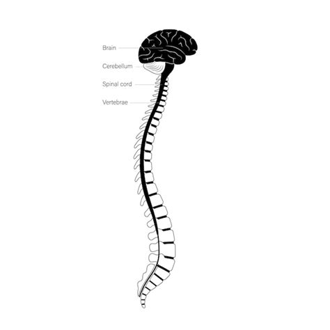 Premium Vector Spinal Cord Anatomy