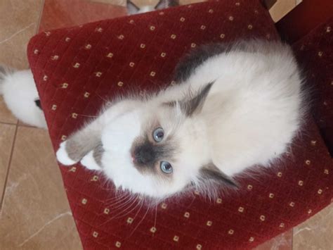 Kotka Ragdoll Gotowa Do Odbioru S Odka Wroc Aw Fabryczna Olx Pl